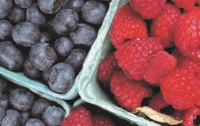 Berry Blast PDF