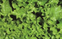 It's Not
Easy Being Green PDF