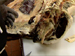 Butchering Beef Part 1
