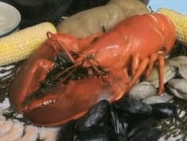 Maine Lobster